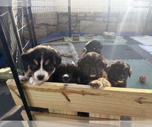 Bernese Mountain Dog-Siberian Husky Mix Puppy for sale in COATS, NC, USA
