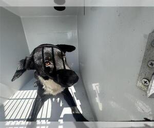 Labrador Retriever-Unknown Mix Dogs for adoption in Houston, TX, USA