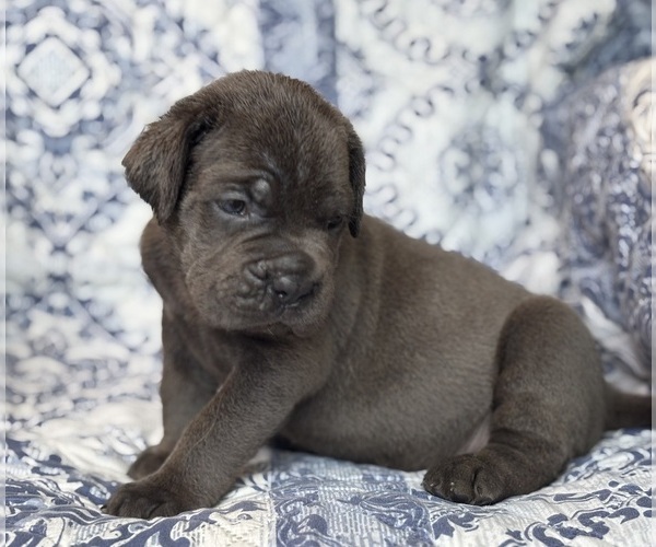 Medium Photo #4 Cane Corso Puppy For Sale in NEWTON, NJ, USA