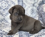 Small #3 Cane Corso