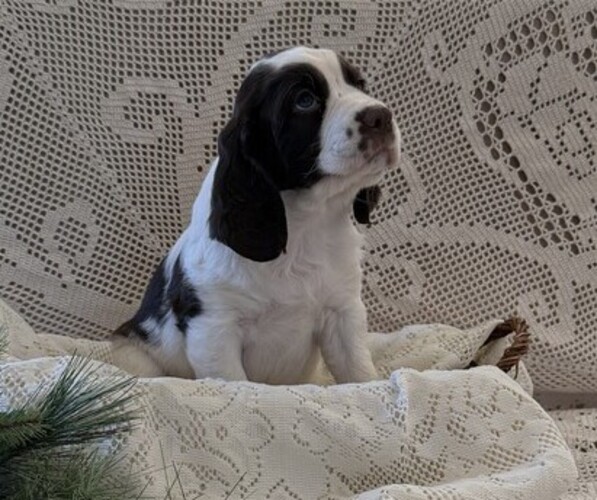 Medium Photo #5 English Springer Spaniel Puppy For Sale in OWEN, WI, USA