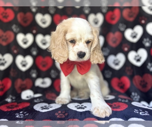 Medium Photo #8 Cocker Spaniel Puppy For Sale in LAKELAND, FL, USA