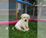 Small Photo #5 Labrador Retriever Puppy For Sale in PILOT, VA, USA