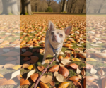 Small #3 Chihuahua Mix