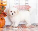 Small Photo #1 Maltipoo Puppy For Sale in BEL AIR, MD, USA