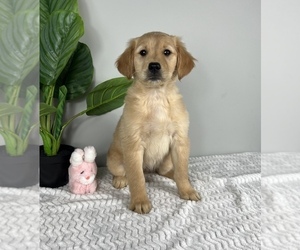 Golden Retriever Puppy for sale in FRANKLIN, IN, USA