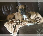 Small #4 Boxer