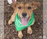 Small #7 Labrador Retriever Mix