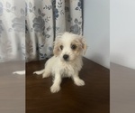 Small #18 Morkie