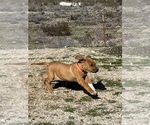 Small Photo #53 Rhodesian Ridgeback Puppy For Sale in MORONGO VALLEY, CA, USA