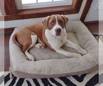 Small #3 Saint Bernard Mix