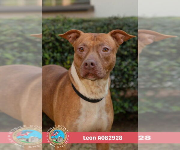 Medium Photo #2 Bulldog-Unknown Mix Puppy For Sale in Mobile, AL, USA