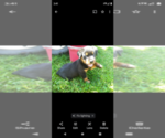 Small #6 Rottweiler