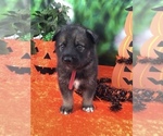 Small Photo #4 German Shepherd Dog-Siberian Husky Mix Puppy For Sale in LAKELAND, FL, USA