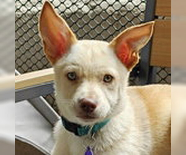 Medium Photo #4 Mutt Puppy For Sale in Fremont, CA, USA