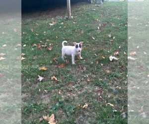 Bull Terrier Puppy for sale in PRESTON, MO, USA