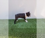 Small Photo #8 Boston Terrier Puppy For Sale in SAN FERNANDO, CA, USA