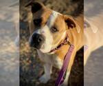 Small #1 American Pit Bull Terrier