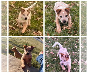 Australian Cattle Dog Puppy for sale in UTICA, OH, USA