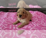 Small Photo #1 Golden Retriever Puppy For Sale in FRESNO, CA, USA