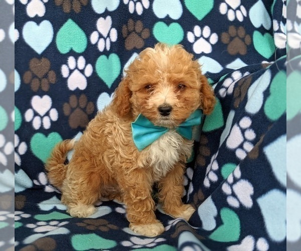 Medium Photo #9 Poodle (Miniature) Puppy For Sale in HOLTWOOD, PA, USA