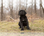 Small Photo #9 Mastiff-Neapolitan Mastiff Mix Puppy For Sale in BRISTOL, IN, USA