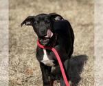 Small #2 Labrador Retriever Mix
