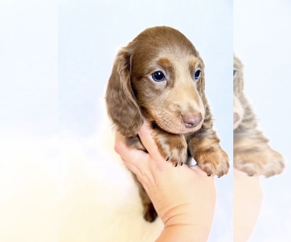Medium Photo #4 Dachshund Puppy For Sale in DAVIS, CA, USA