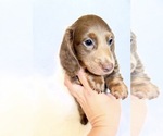 Small #3 Dachshund
