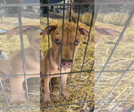 Small #8 Catahoula Leopard Dog