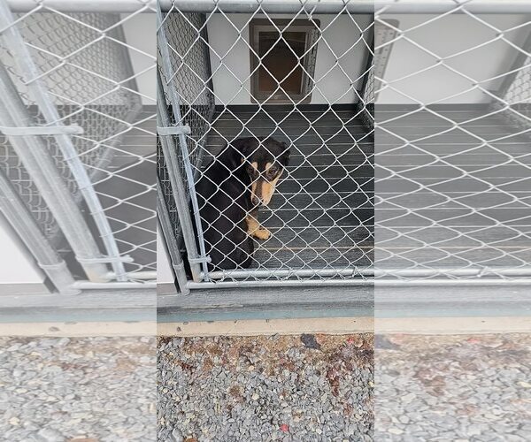 Medium Photo #8 Mutt Puppy For Sale in Hinton, WV, USA