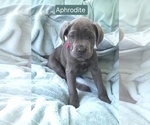 Small #4 Cane Corso
