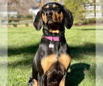 Small #2 Coonhound Mix