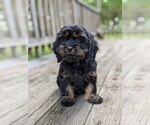 Small Photo #3 Cock-A-Poo-Cocker Spaniel Mix Puppy For Sale in SALEM, MO, USA