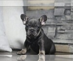 Puppy Maverick French Bulldog