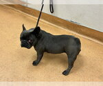 Small French Bulldog