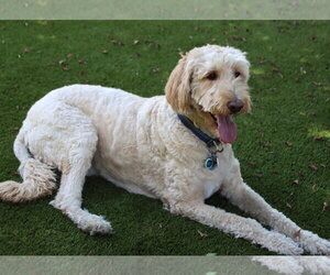Goldendoodle Dogs for adoption in Glendale , AZ, USA