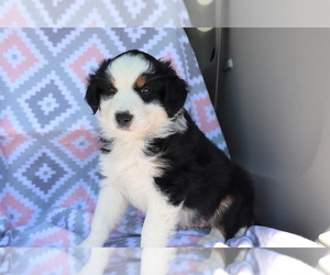 Australian Shepherd Puppy for sale in SHILOH, OH, USA