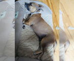 Small #7 Boxer-Staffordshire Bull Terrier Mix