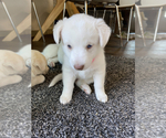 Small Photo #7 Labrador Retriever-Siberian Husky Mix Puppy For Sale in OXNARD, CA, USA