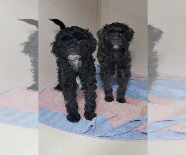 Medium Photo #1 Poodle (Miniature)-Unknown Mix Puppy For Sale in Lexington Park, MD, USA