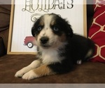 Small Photo #2 Miniature Australian Shepherd Puppy For Sale in COLUMBUS, NC, USA