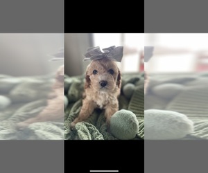 Cocker Spaniel-Poodle (Miniature) Mix Puppy for sale in WINCHESTER, KY, USA