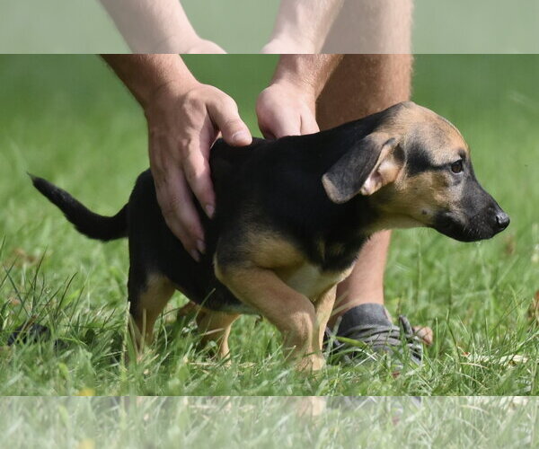 Medium Photo #5 Mutt Puppy For Sale in Mechanicsburg, PA, USA