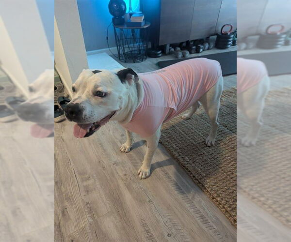 Medium Photo #47 American Staffordshire Terrier Puppy For Sale in Lake Forest, CA, USA