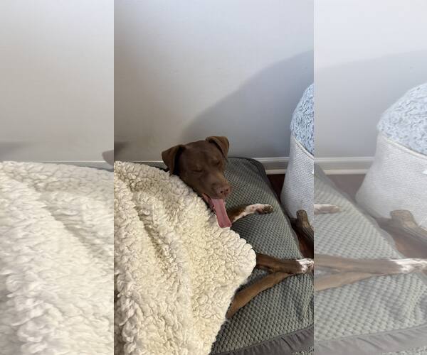 Medium Photo #7 Labrador Retriever-Unknown Mix Puppy For Sale in Holly Springs, NC, USA