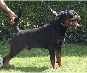 Father of the Rottweiler puppies born on 05/15/2021