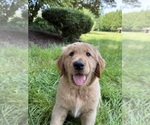 Small Photo #14 Golden Retriever Puppy For Sale in BATTLE GROUND, WA, USA