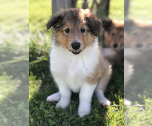 Medium Photo #11 Collie Puppy For Sale in PLEASANT LAKE, IN, USA