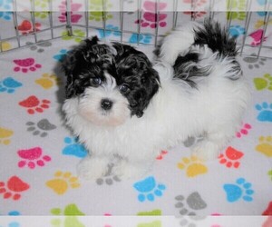 Lhasa Apso-Poodle (Toy) Mix Puppy for sale in ORO VALLEY, AZ, USA